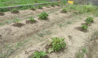 オクラとナスを植えました